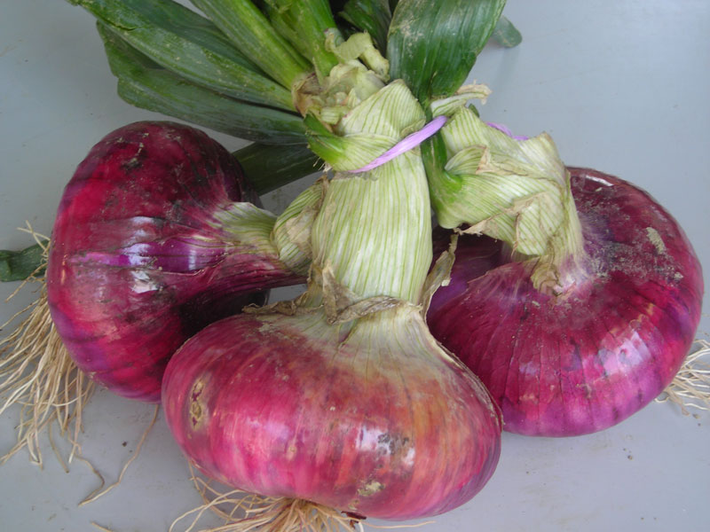 immagine di copertina dell'articolo Breme Red Onion - ENG